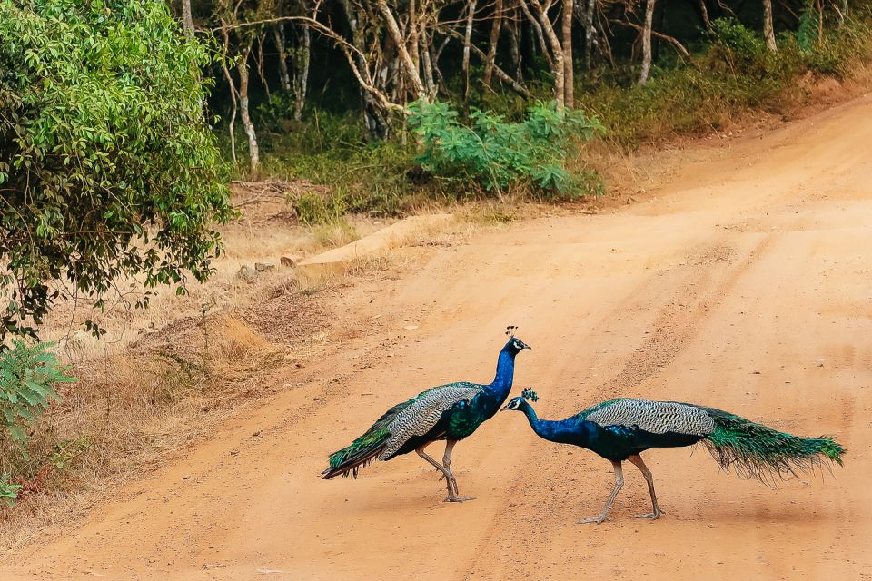 From Negombo: Anuradhapura to Wilpattu National Park 2-Day - Overnight Accommodation