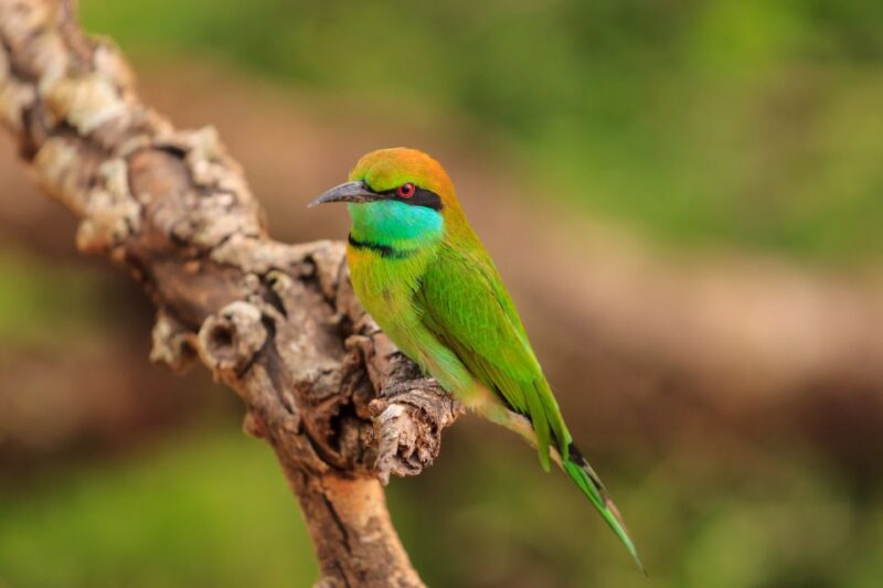 From Negombo: Udawalawa National Park Wildlife Safari - Inclusions and Exclusions