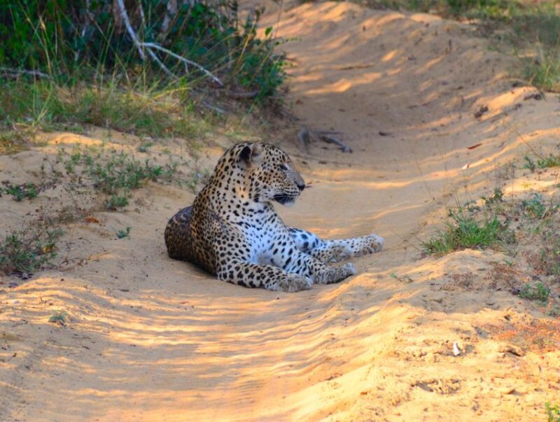 From Negombo: Wilpattu National Park Safari Tour - Important Information