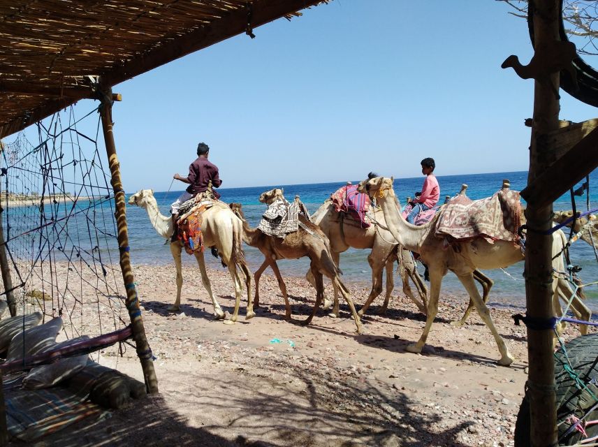 From Sharm: Dahab Day Trip With Desert Safari and Camel Ride - Frequently Asked Questions