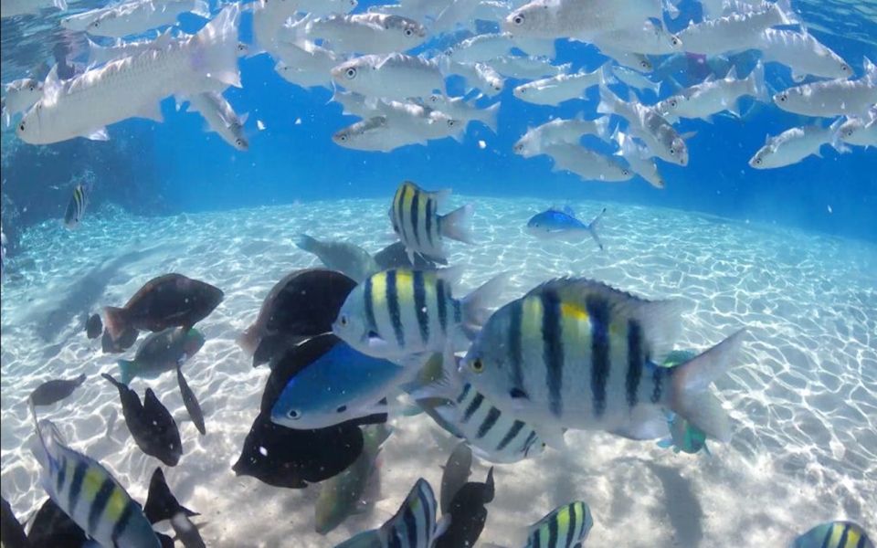 From Soma Bay and Makadi: Sharm El Naga Snorkeling Trip - Inclusions and Amenities