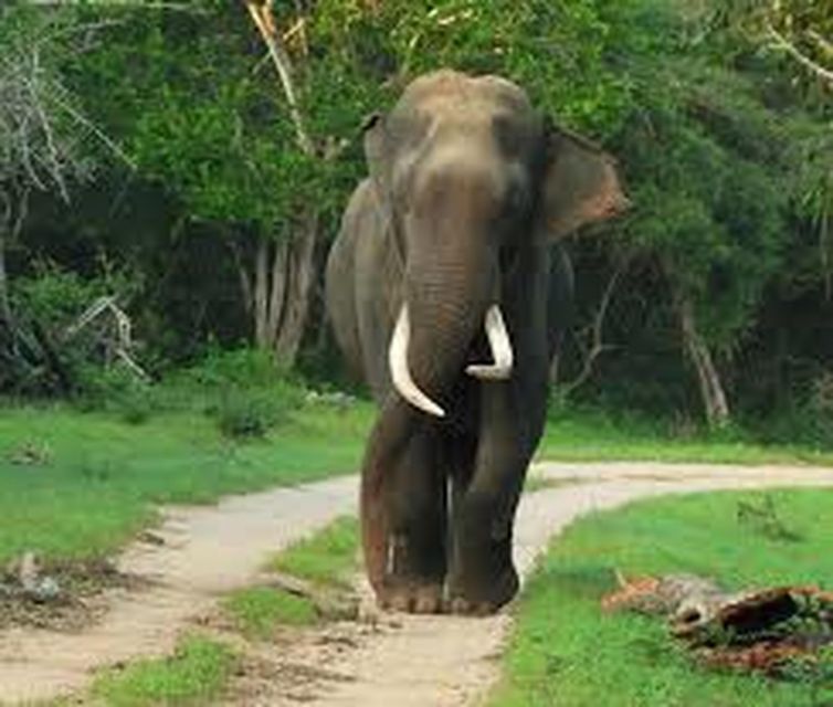 From Udawalawe :-National Park Thrilling Half-Day Safari - Included and Excluded Services