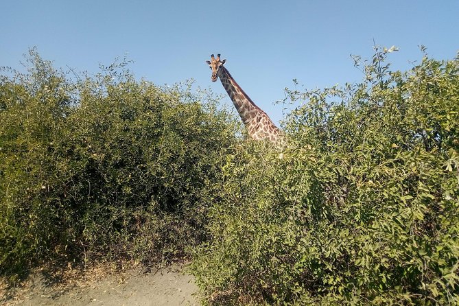 From Victoria Falls: Chobe National Park Small Group Tour - Pickup and Departure Details