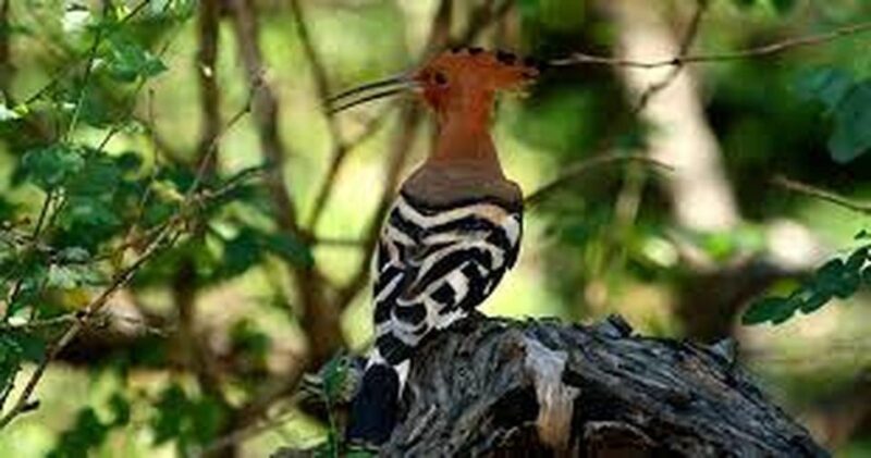 From Yala :- Yala National Park Thrilling Half-Day Safari - Included and Excluded