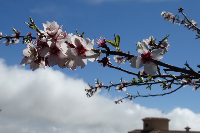 Full-Day Almond Blossom Trail in Tenerife - Indulge in Lunch and Brunch