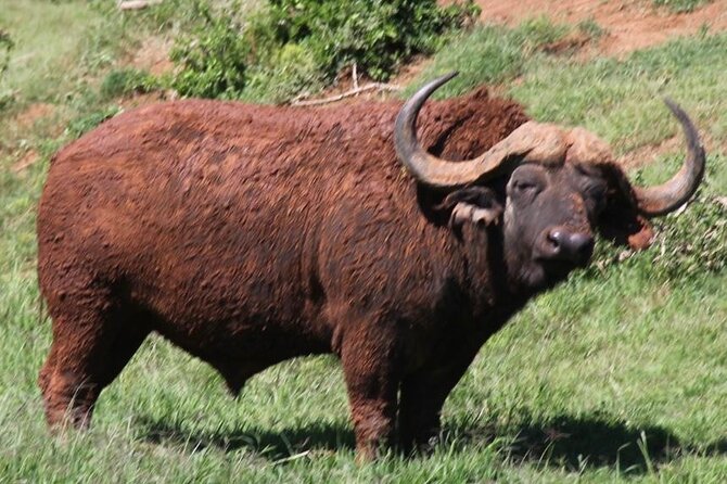 Full Day Big 5 Addo Safari - Booking and Cancellation Policy