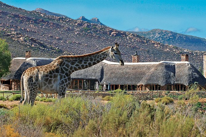 Full Day Big 5 Aquila Safari Private Transfers Including Park Fee From Cape Town - Pricing and Booking Details