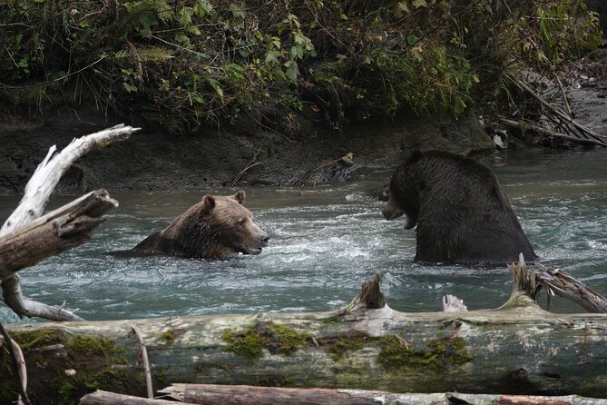 Full Day Grizzly Bear Tour to Toba Inlet - Grizzly Bear Viewing