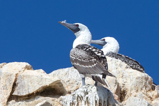 Full Day Group Tour Paracas and Ica From Lima - Lunch Included