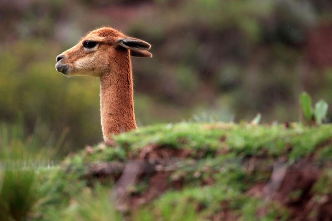 Full Day in the Sacred Valley - The Pantry of Cusco - Pisac Archaeological Complex