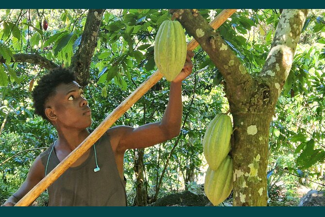 Full-Day Jungle Trek on Nosy Komba (Lemur Island) With the Black Lemur Sanctuary - Pricing and Cancellation Policy