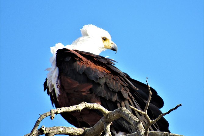 Full-Day Kruger National Park Safari - Meeting and Pickup Information