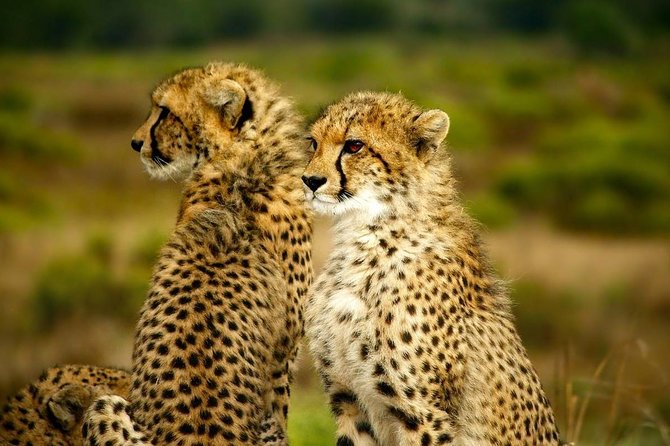 Full-Day Lake Nakuru National Park From Nairobi - Customer Reviews