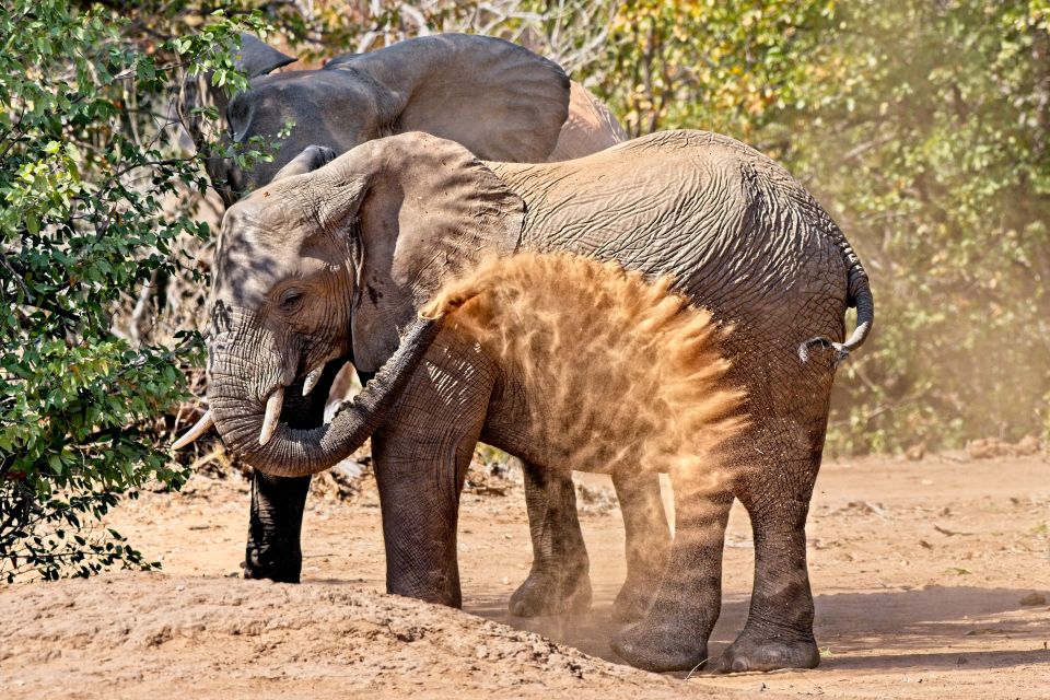 Full-Day Private Big 5 Safari in Kruger National Park - Refreshment Break