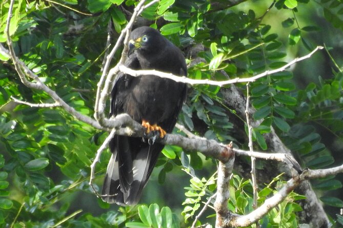 Full Day Private Bird and Nature Sightseeing Tour in Pipe Line - Rainforest Biodiversity and Birdwatching