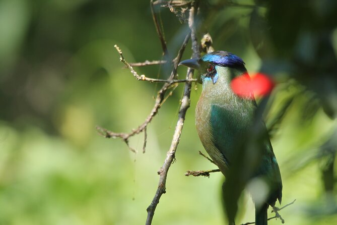 Full Day Private Tour in Monteverde, Costa Rica - Traveler Reviews