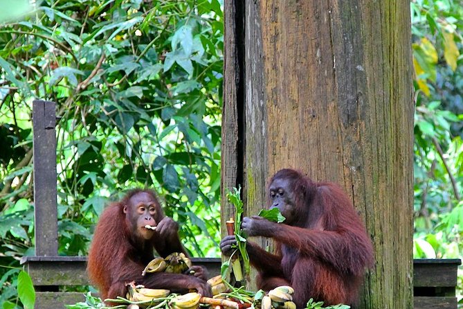 Full-Day Sepilok Orangutan and Proboscis Monkey From Sandakan or Kota Kinabalu - Pricing Details