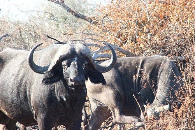 Full-Day Shared Kruger National Park Safari From Hoedspruit - Explore Kruger National Park