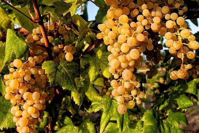 Full Day Small Group Pompeii Tour From Sorrento With Local Wine Tasting - Unique Regional Wine Varieties