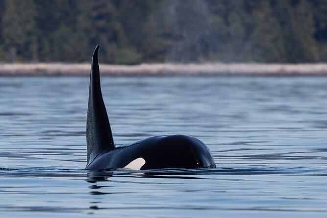 Full Day Whale Watching Campbell River - Booking Process and Options