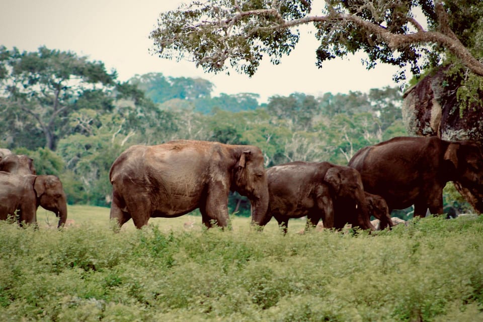 Full-Day Wild Safari in Kumana National Park - Recommended and Prohibited Items