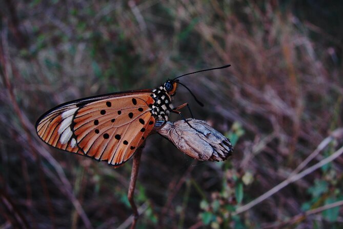 Fullday Gamedrives in Kruger National Park From Marlothpark - Inclusions and Exclusions