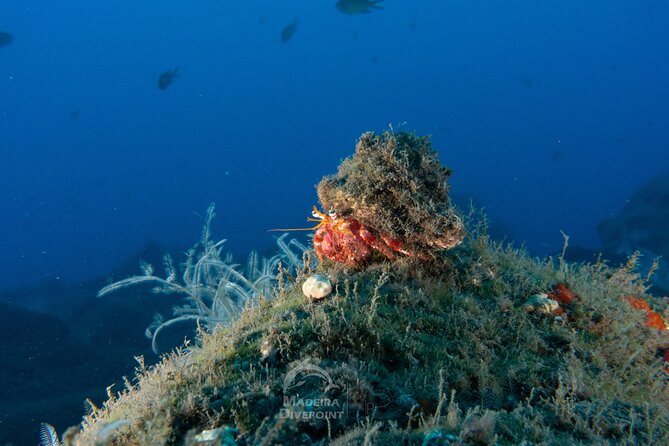 Funchal: Scuba Diving Experience for Beginners - Safety Measures