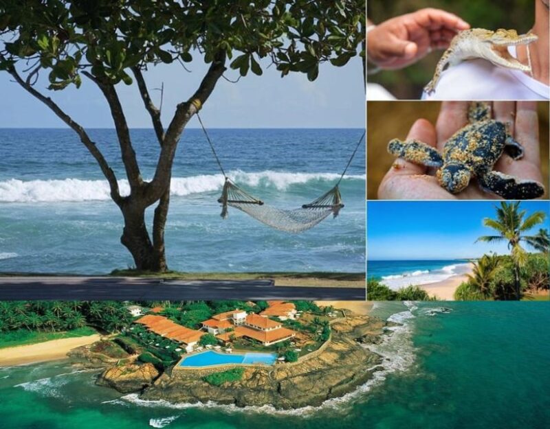 Galle and Bentota Day-Tour From Colombo - Turtle Hatchery Visit