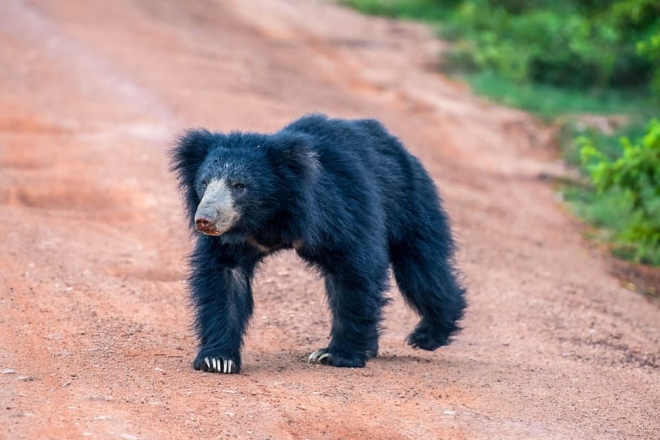 Galle: Udawalawe National Park Safari With Hotel Pickup - Inclusions and Exclusions