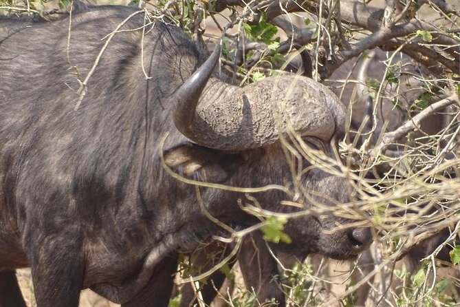 Game Drive and Short Rhino Walk - Pricing and Payment Details