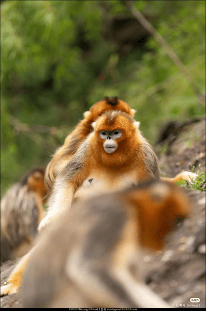 Get Close to the Agility of the Golden Snub-Nosed Monkey - Discovering Natural Wonders