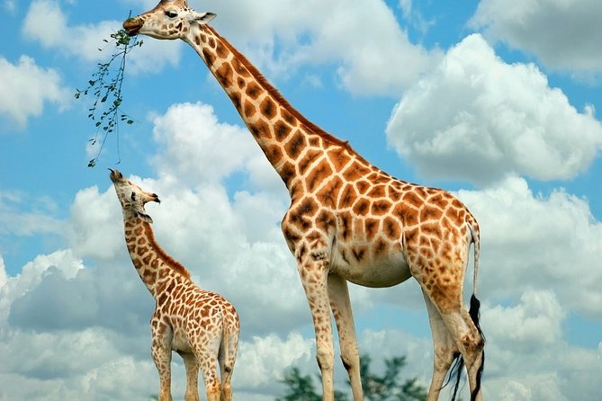 Giraffe Center and David Sheldrick Elephant Orphanage Day Tour From Nairobi - Experiencing the Elephant Orphanage