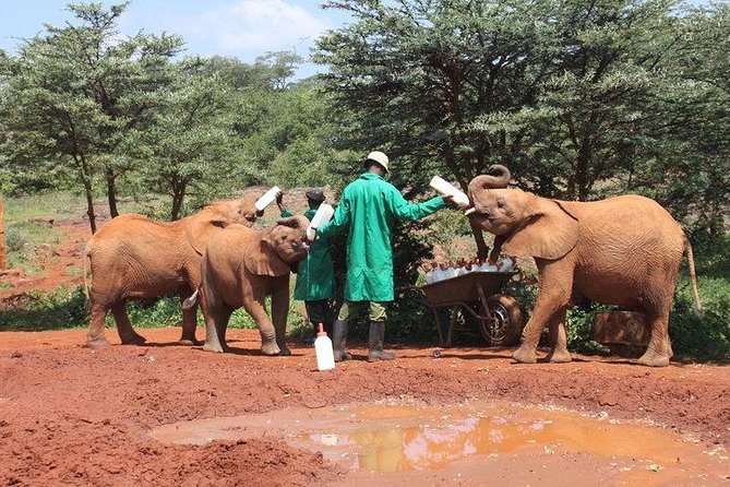 Giraffe Center, Elephant Orphanage and Beads Center - Traveler Feedback and Highlights