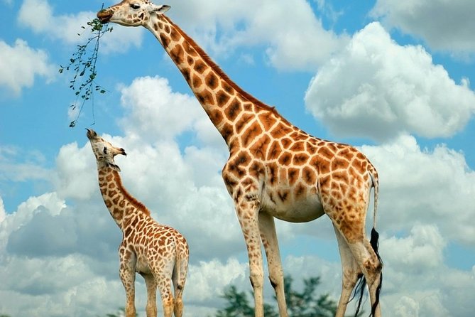 Giraffe Center & Elephant Orphanage Guided Day Tour - Traveler Reviews