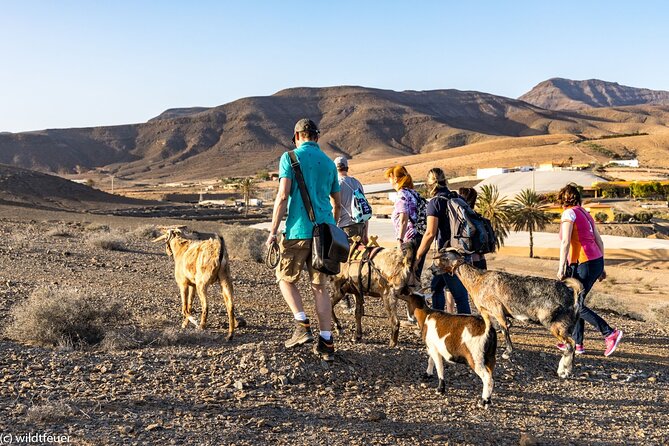 Goat Trekking Fuerteventura - Scenic Views of Mountains and Coast