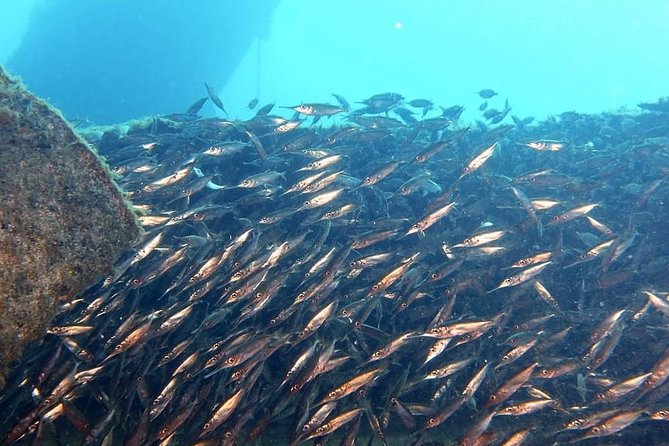 Gran Canaria 3 Days / 6 Dives in Various Locations - Vibrant Marine Life Exploration