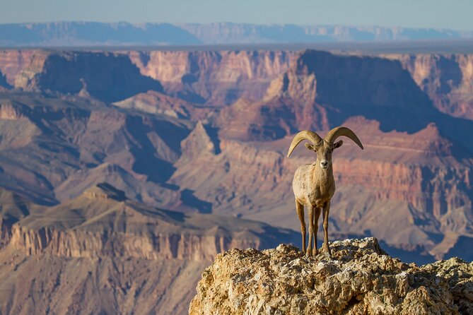 Grand Canyon South & East Rim Self-Driving, Walking & Shuttling Tour - Recommended Stops and Highlights