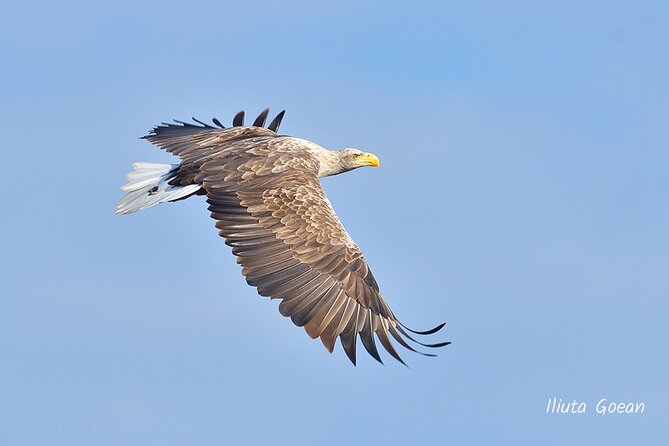 Guided Birdwatching Day Trip to the Danube Delta - Private Program - Preparing for the Birdwatching Adventure