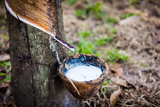 Guided Cu Chi Tunnels Half-day Private Tour - Visit to Rubber Plantation