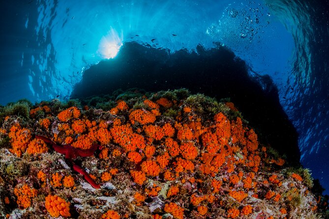 Guided Diving for Beginners Without Certification From Sorrento - Guides and Their Expertise