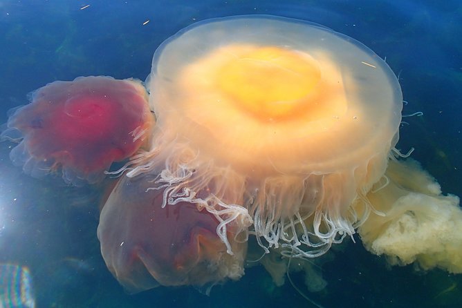 Guided Kayak Tour on San Juan Island - Kayaking Instruction and Guidance