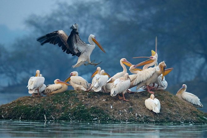 Guided Keoladeo Bird National Park Tour in Bharatpur From Jaipur - Tips for Your Visit