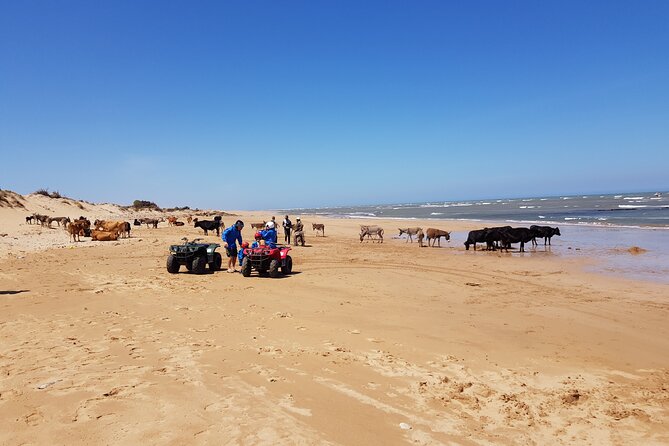 Guided Quad Ride in Essaouira (1 Hour). (Free Transfer) - Tour Highlights