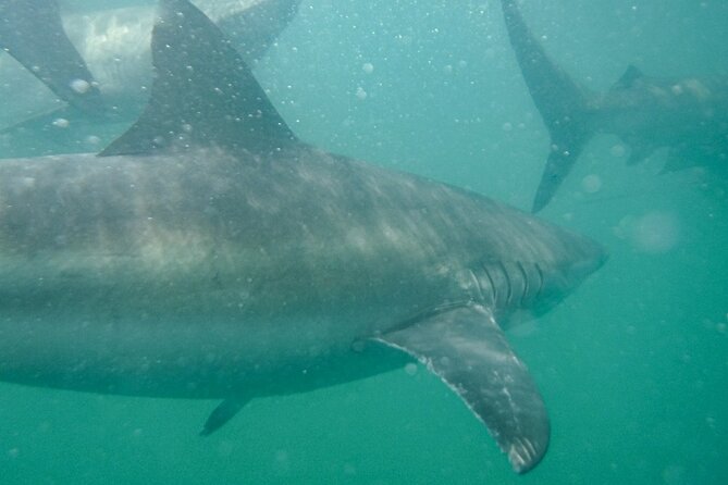Guided Shark Cage Diving With Hookah Air Supply in Gansbaai - Transport Options