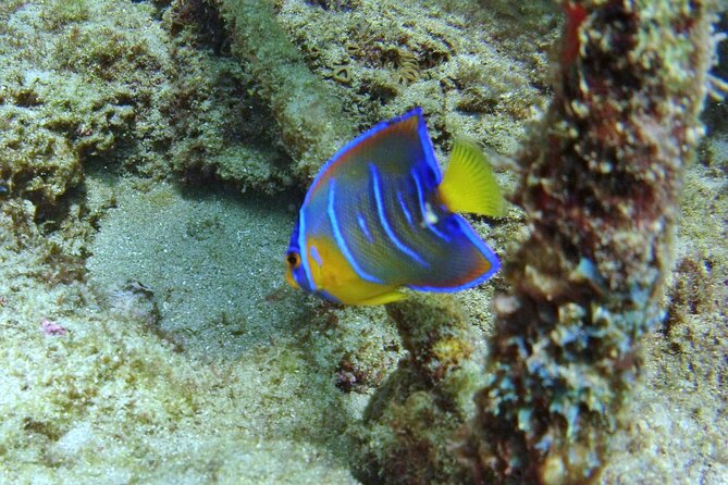 Guided Snorkel Experience in Fort Lauderdale - Safety and Comfort Measures