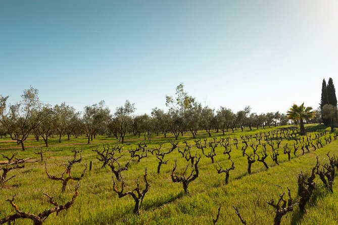 Guided Tour and Olive Oil Tasting in Mallorca - Ecological Agriculture and Gastronomy
