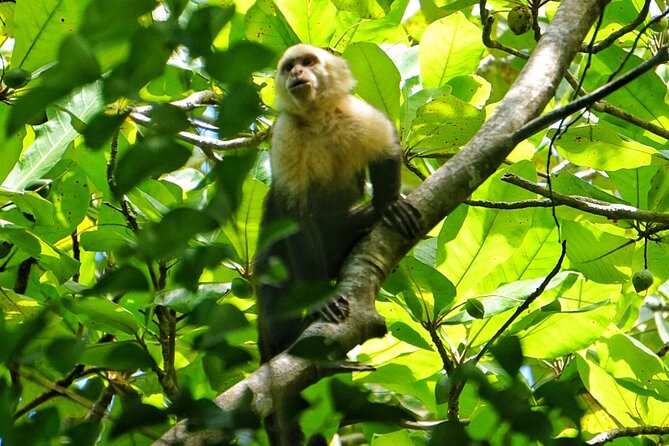 Guided Tour of the National Park Manuel Antonio - Tour Inclusions and Accessibility