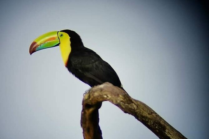Guided Walk Monteverde Biological Reserve-Johns Nature Tours- - Exploring the Cloud Forest