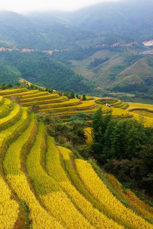 Guilin: Longji Rice Terraces and Minority Village Tour | Travel Buddies