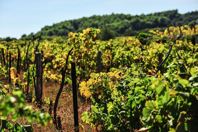 Half-Day Bike Tour in Lumbarda With Wine Tasting - Guided Tour Details